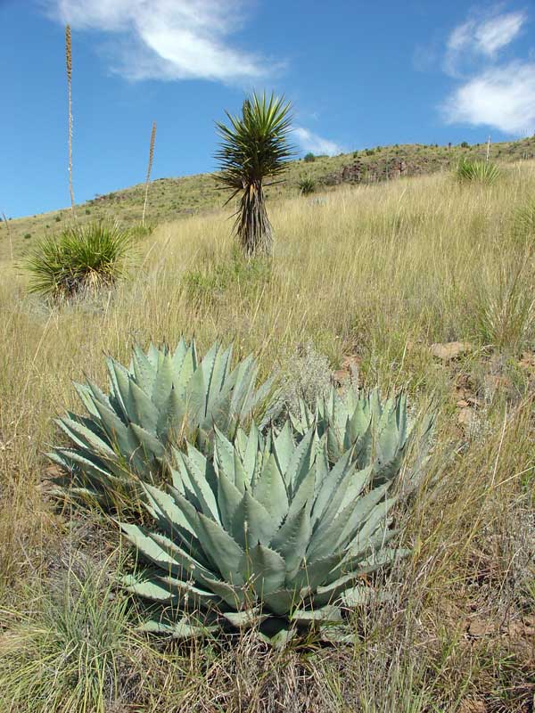 Limpia