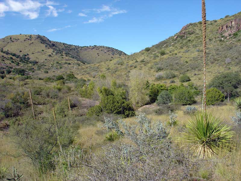 Limpia